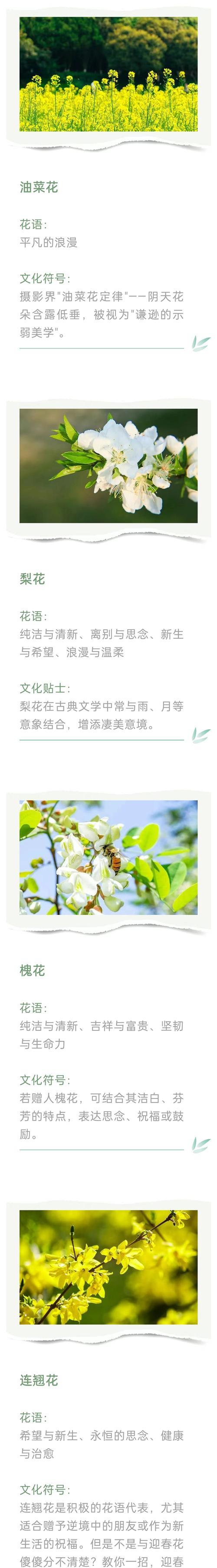 金鱼花摘心的最佳时机是什么时候？