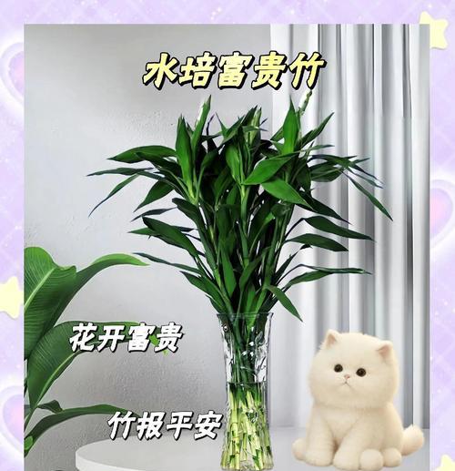 富贵花盆栽的养殖技巧和常见问题？