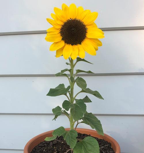 花草品种有多少种？各自的名称是什么？