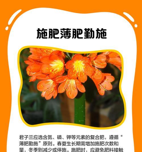 君子兰开花后如何进行正确的养护？有哪些注意事项？