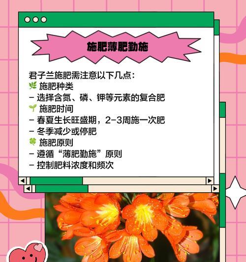君子兰开花后如何进行正确的养护？有哪些注意事项？