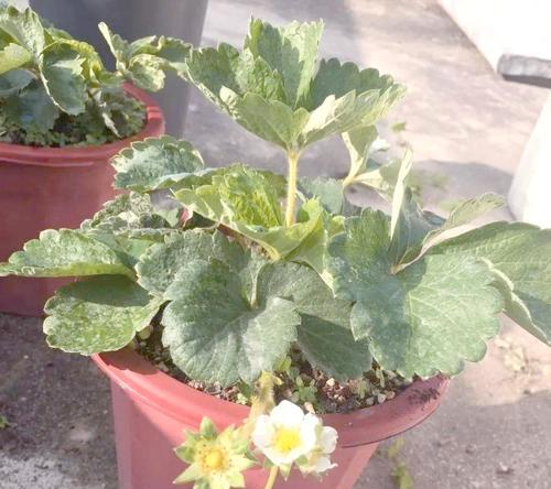 盆栽草莓籽种植技巧有哪些？怎样确保高产？