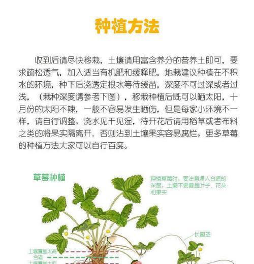 盆栽草莓籽种植技巧有哪些？怎样确保高产？