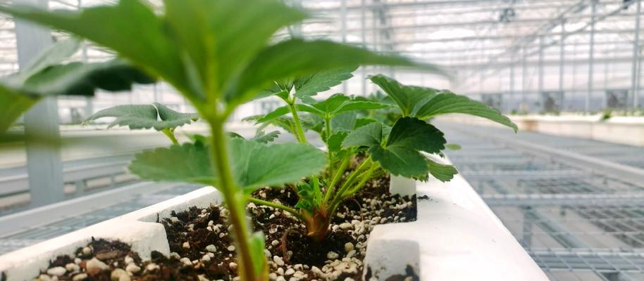 盆栽草莓籽种植技巧有哪些？怎样确保高产？
