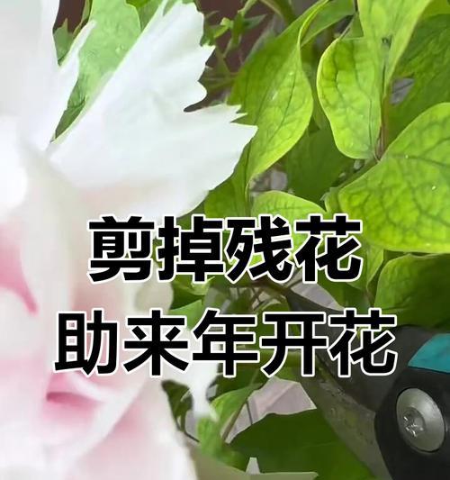 牡丹花修剪的最佳时机是什么时候？如何正确修剪牡丹花？