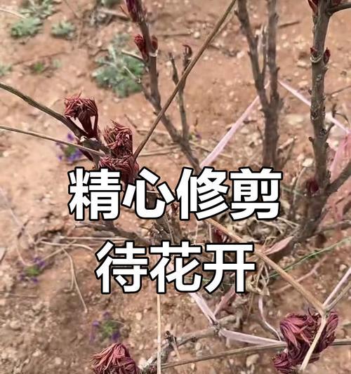 牡丹花修剪的最佳时机是什么时候？如何正确修剪牡丹花？