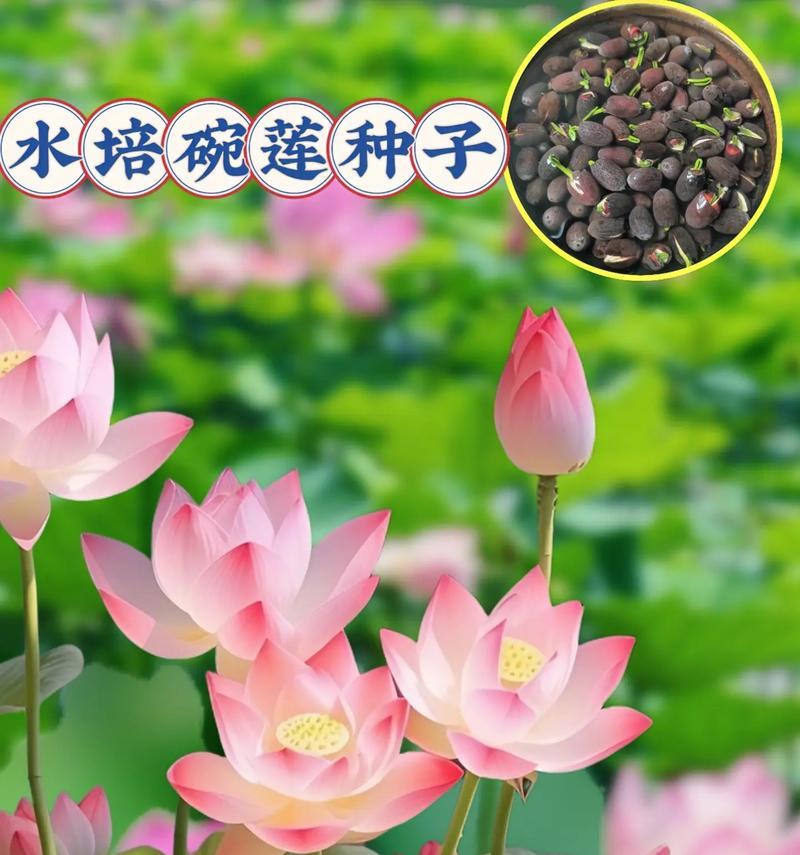 碗莲冬季的养护方法是什么？