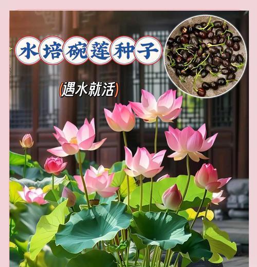 碗莲冬季的养护方法是什么？