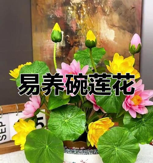 碗莲冬季的养护方法是什么？