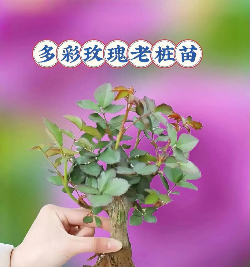 盆栽玫瑰花的养殖技巧有哪些？