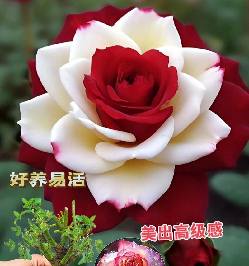 盆栽玫瑰花的养殖技巧有哪些？