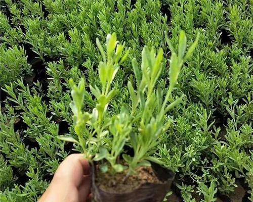 薰衣草种子发芽的条件是什么？怎样促进薰衣草发芽？