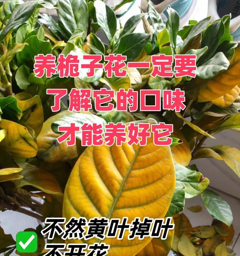栀子花肥大了怎么办？调整施肥与修剪技巧？