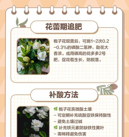 栀子花肥大了怎么办？调整施肥与修剪技巧？