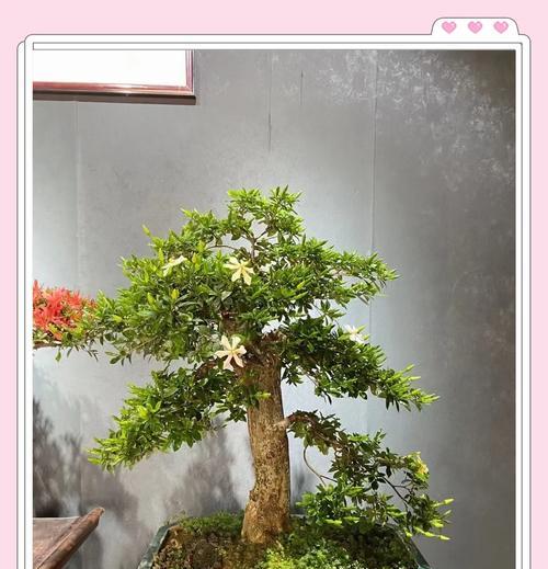 栀子花肥大了怎么办？调整施肥与修剪技巧？
