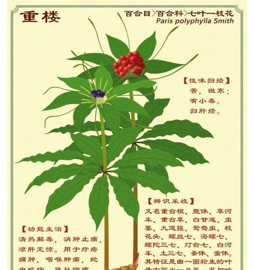 万重山的繁殖方法有哪些？