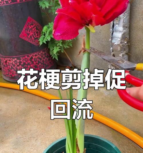 摘心打顶技巧：怎样进行摘心打顶促进植物分枝？