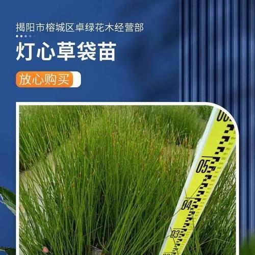 龙须草种植的正确方法是什么？种植后如何管理？