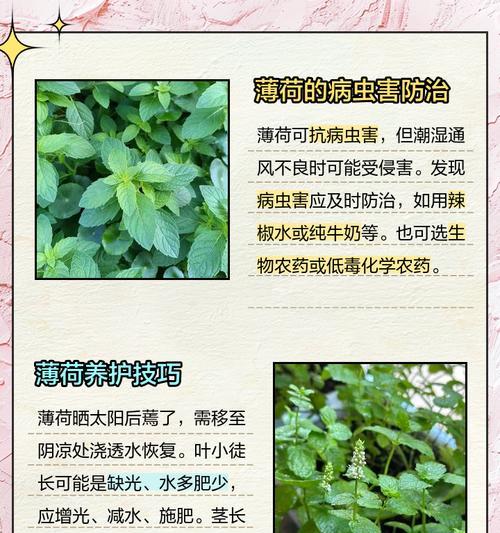 薄荷出现虫害怎么办？如何有效防治？