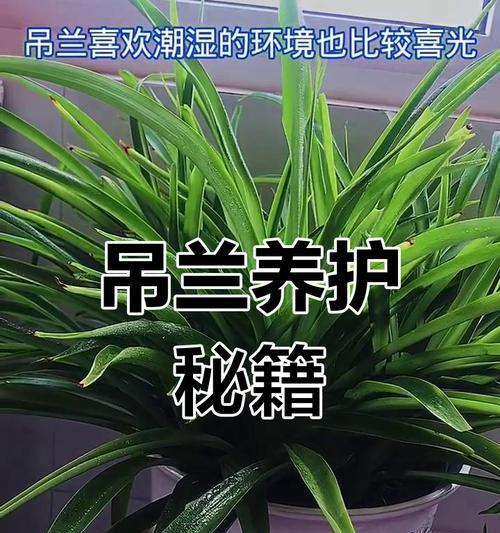 吊兰的日常养护技巧有哪些？