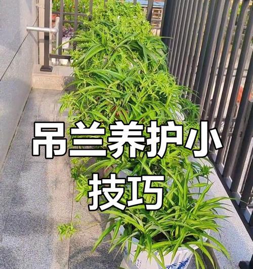 吊兰的日常养护技巧有哪些？