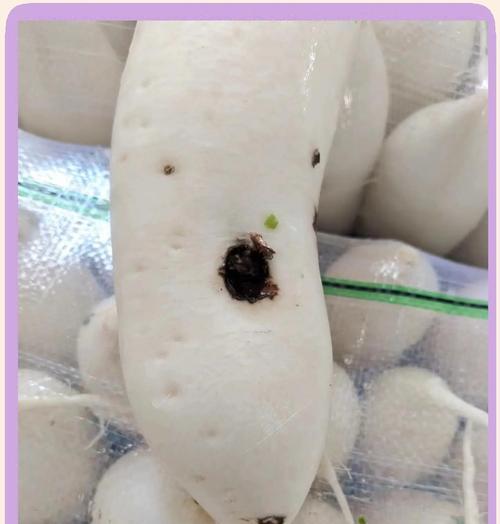 植物黑腐病如何预防和处理？