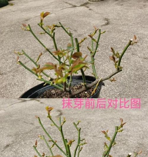 微月修剪的方法有哪些？