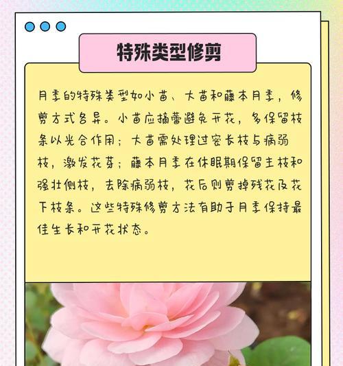 微月修剪的方法有哪些？
