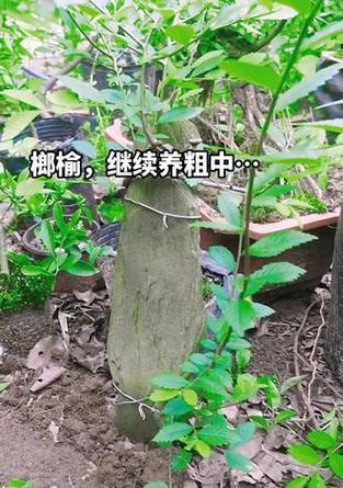 盆景如何快速增粗和生长？
