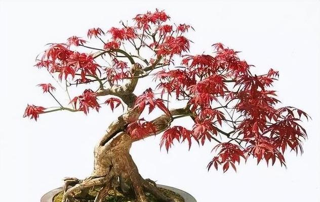 盆景如何快速增粗和生长？
