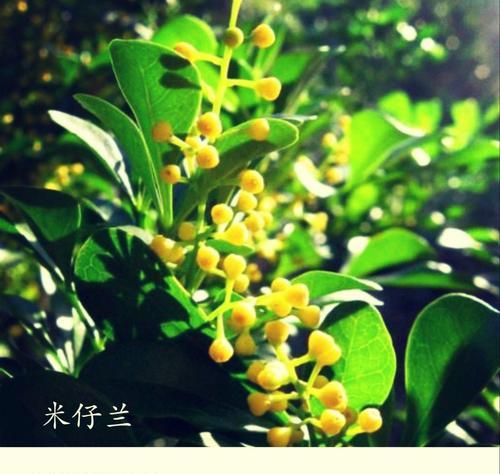 米兰的养殖技巧和常见问题解答有哪些？