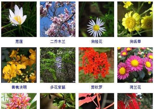 秋季适合种植哪些花卉？秋季花卉的种植和养护技巧有哪些？