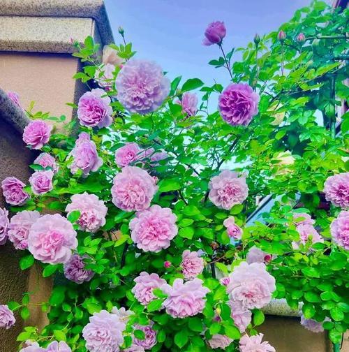 哪些花耐寒？在寒冷地区如何选择合适的花卉？