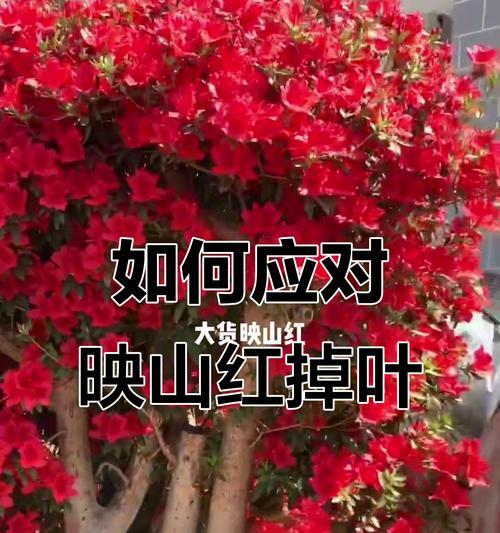 映山红花养殖方法是什么？如何确保其健康生长？