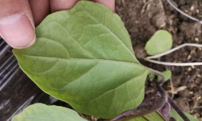 植物生长出现问题的常见原因是什么？