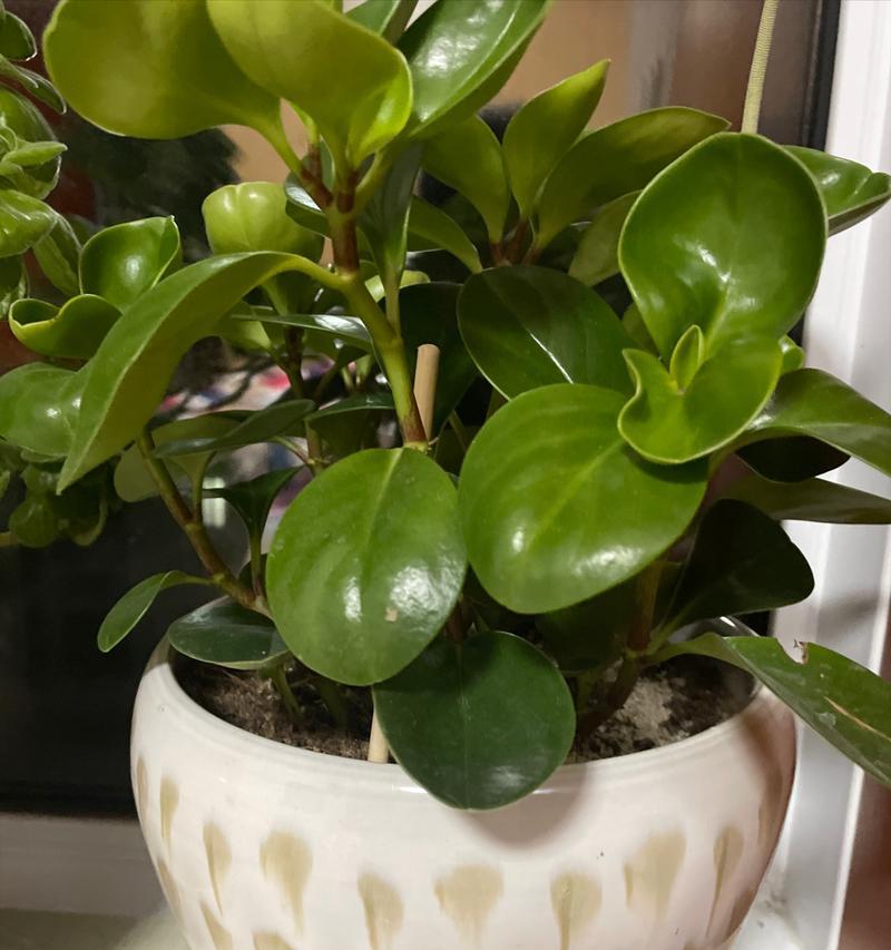 豆瓣绿种植方法有哪些？