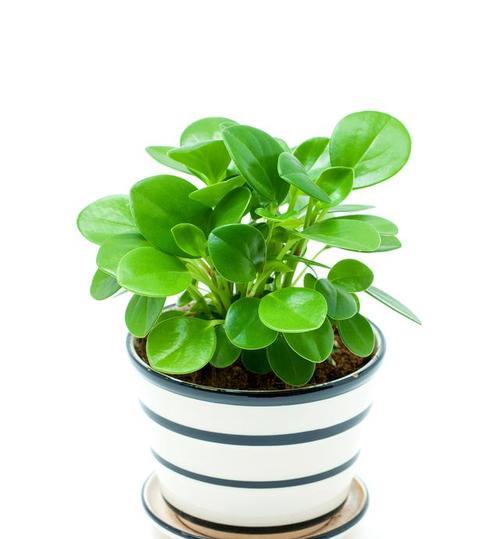 豆瓣绿种植方法有哪些？