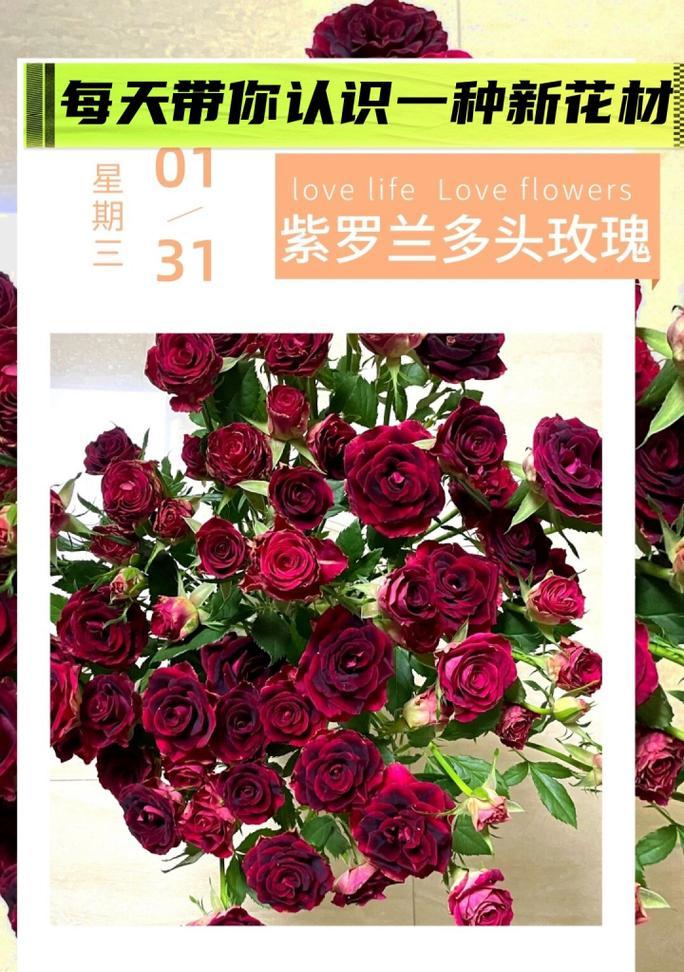 多头玫瑰种植的秘诀是什么？