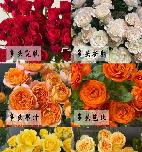 多头玫瑰种植的秘诀是什么？