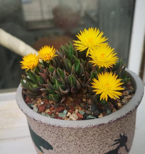 照波开花条件是什么？如何促进照波顺利开花？