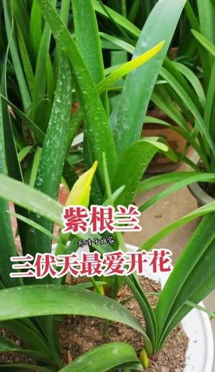 如何促进紫根兰多开花？有哪些养护技巧？