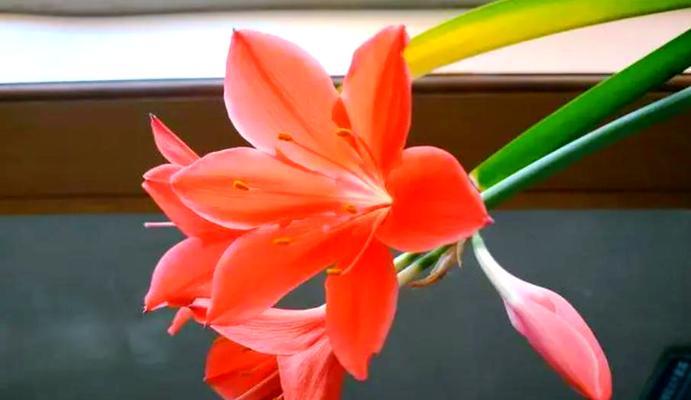 如何促进紫根兰多开花？有哪些养护技巧？