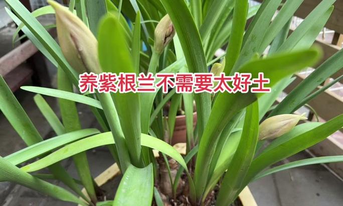 如何促进紫根兰多开花？有哪些养护技巧？