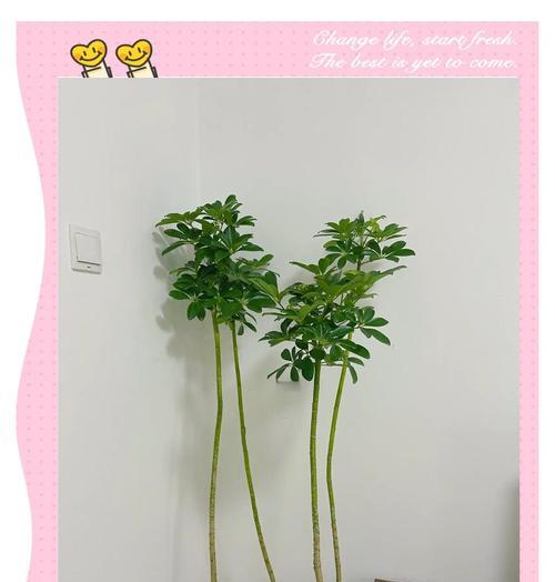 脚鸭木养护方法是什么？