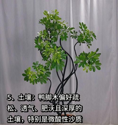脚鸭木养护方法是什么？