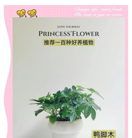 脚鸭木养护方法是什么？