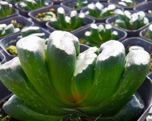 万象植物的养护方法是什么？万象植物如何正确养护？