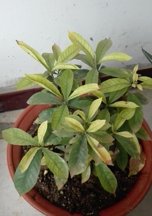 栀子花出现黄化病该如何处理？