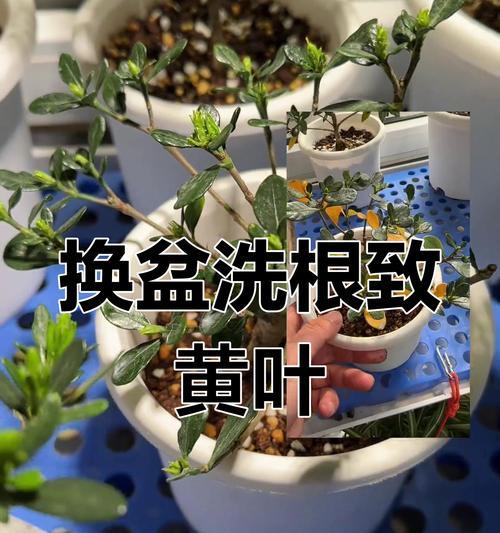 栀子花出现黄化病该如何处理？