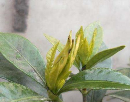 栀子花出现黄化病该如何处理？